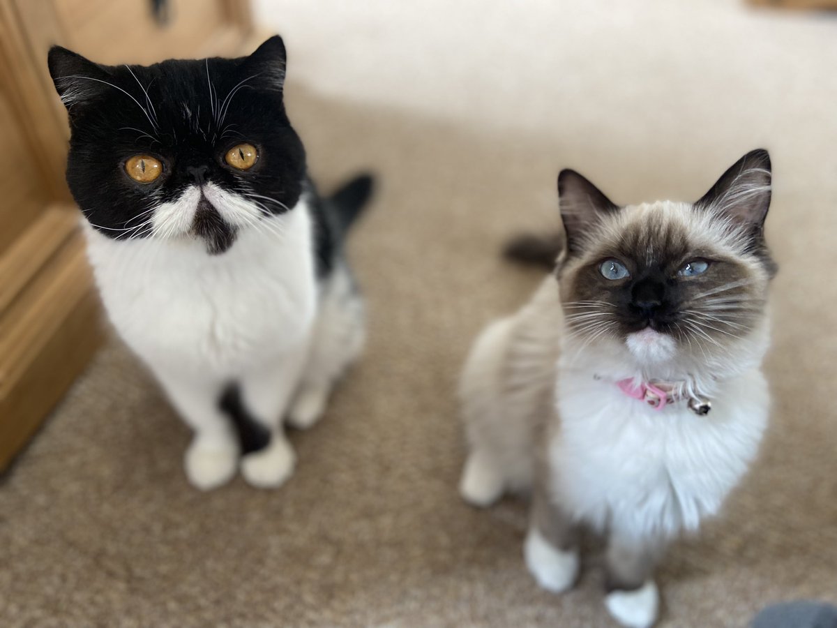 lazzzystudent's tweet photo. Here are our kitties, Dutch and Aya 🐈‍⬛ #Caturday https://t.co/dgg5kFGveB
