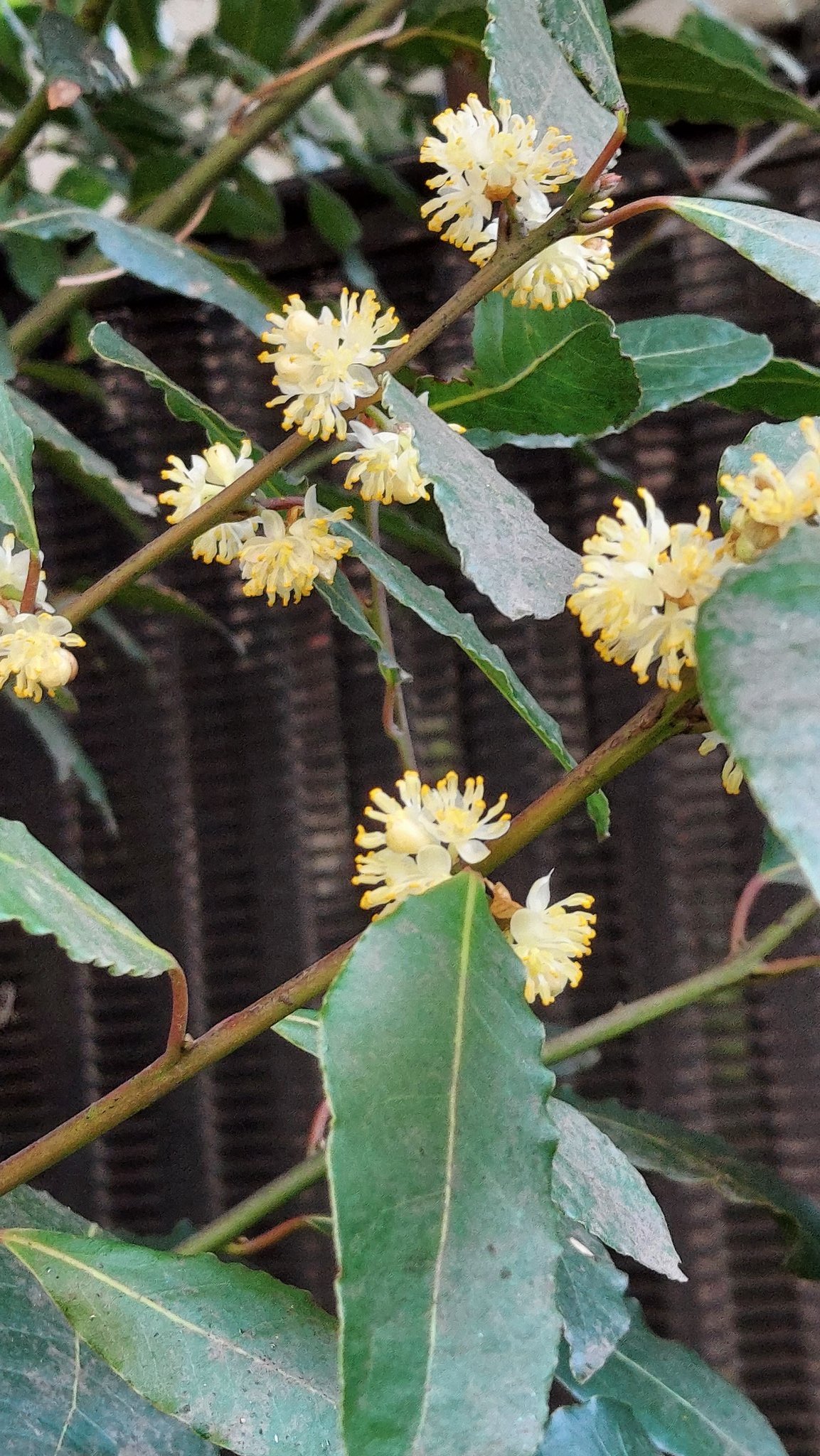 Yoko Ito ゲッケインジュ 庭の月桂樹 目立たないので いつの間にか咲いて ちょっと透き通った 感じで綺麗ですね 花 Flower ゲッケイジュ 月桂樹 ローレル Laurusnobilis Baylaurel クスノキ科ゲッケイジュ