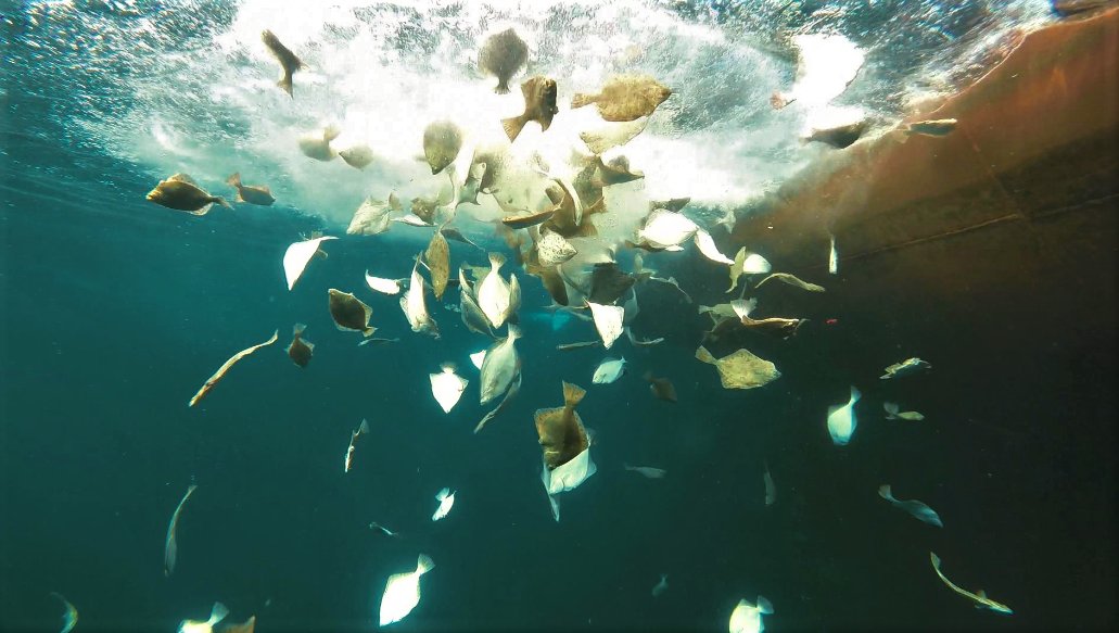 fischereischut1's tweet photo. Discards in the trawl fishery are well known for dekades, but nothing changes. What we need is a wake up call! https://t.co/GjuMQUYcmF