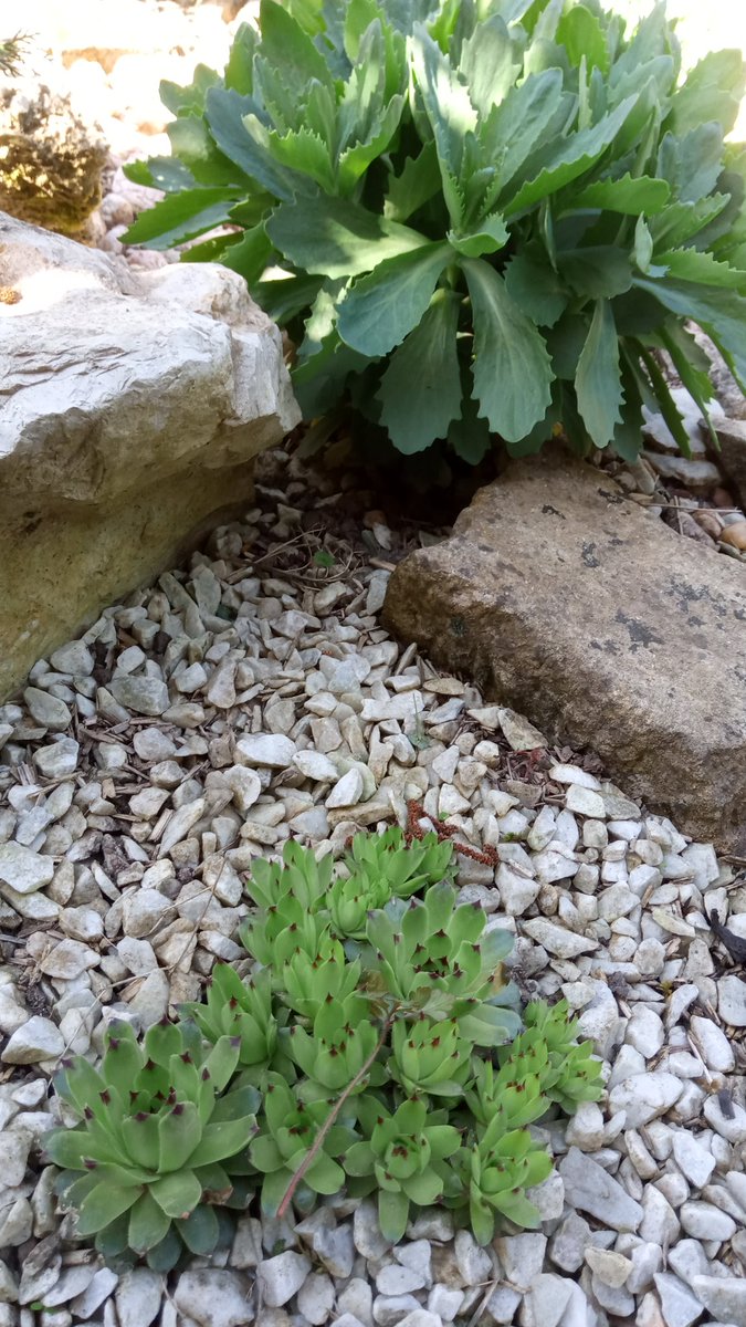 laranquette's tweet photo. Aller petit #threadPhoto aujourd'hui, avec des succulentes en veux tu en voilà 💕 j'ai tout ressorti  donc pèle mêle entre celles qui vivent dehors et celles qui squattent au garage durant tout l'hiver. https://t.co/n8Oy4j0Y2H