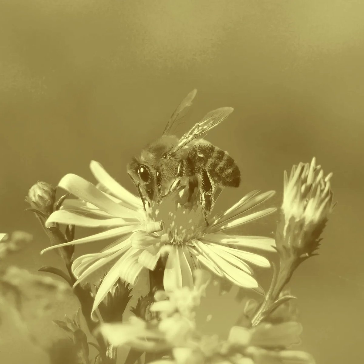 Bee Human 🐝 tweet media