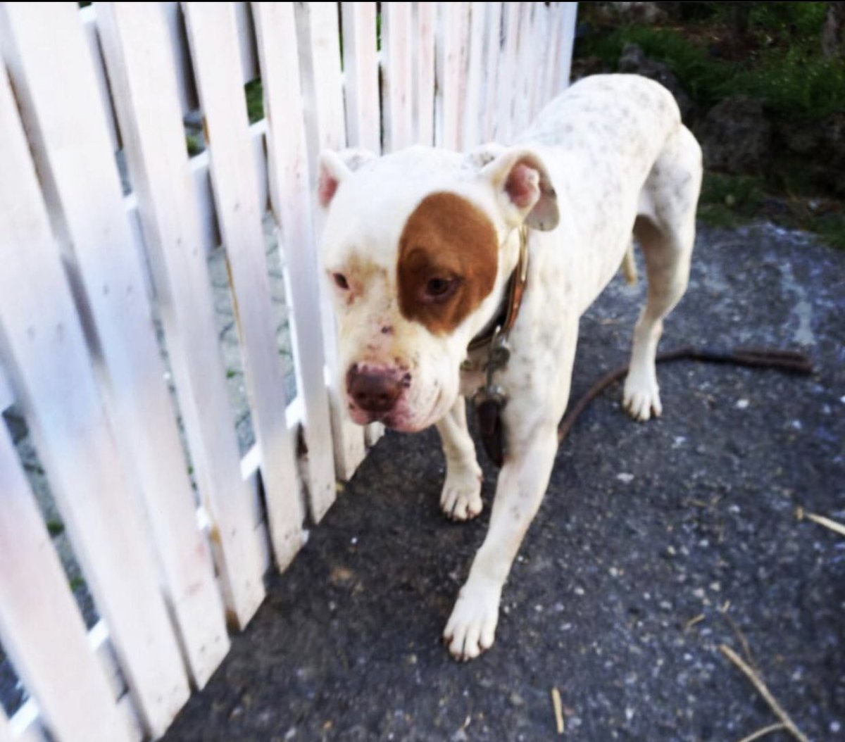 condivisione_appelli tweet media