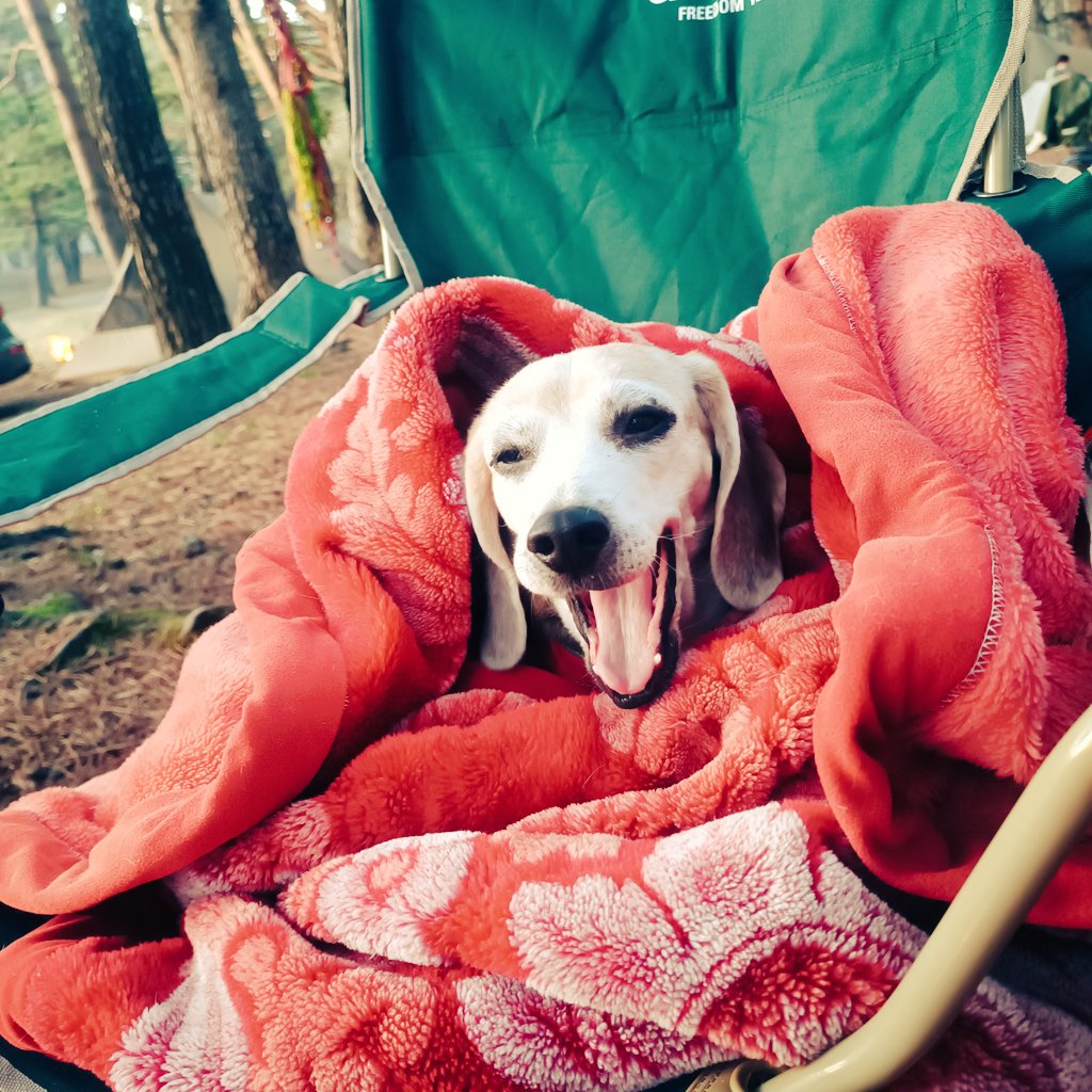 CatcherLime's tweet photo. まだ寒いのに連れてこられて、迷惑そう。
#ビーグル 
#老犬 
#キャンプ好きと繋がりたい 
#キャンプ好きな人と繋がりたい 
#キャンプ 
#キャンプ初心者 https://t.co/mhx0opIQsW