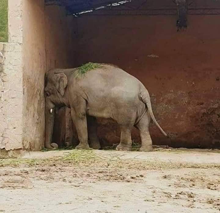 hellomanish_kr's tweet photo. :#Notozoo - Sign the Petition! https://t.co/sh1Hi35o9Y via @ChangeOrg_India
कोई गुनाह नहीं
कोई चार्जशीट नहीं
कोई वकील नहीं 
कोई जज नहीं
कोई सुनवाई नहीं
कोई जजमेंट नहीं
सीधा आजीवन कारावास
Earth is created for all lives,not just human life...Say NO to cages &amp; zoo’s
#AnimalRights https://t.co/VO89z6Urs5