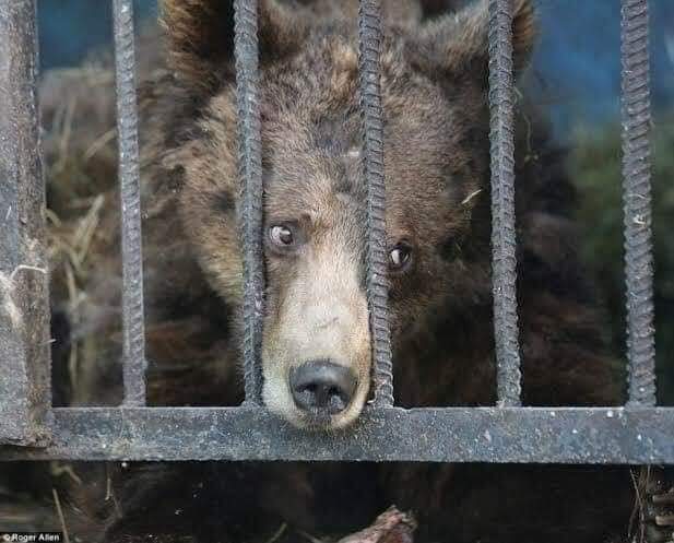 hellomanish_kr's tweet photo. :#Notozoo - Sign the Petition! https://t.co/sh1Hi35o9Y via @ChangeOrg_India
कोई गुनाह नहीं
कोई चार्जशीट नहीं
कोई वकील नहीं 
कोई जज नहीं
कोई सुनवाई नहीं
कोई जजमेंट नहीं
सीधा आजीवन कारावास
Earth is created for all lives,not just human life...Say NO to cages &amp; zoo’s
#AnimalRights https://t.co/VO89z6Urs5