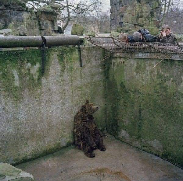 hellomanish_kr's tweet photo. :#Notozoo - Sign the Petition! https://t.co/sh1Hi35o9Y via @ChangeOrg_India
कोई गुनाह नहीं
कोई चार्जशीट नहीं
कोई वकील नहीं 
कोई जज नहीं
कोई सुनवाई नहीं
कोई जजमेंट नहीं
सीधा आजीवन कारावास
Earth is created for all lives,not just human life...Say NO to cages &amp; zoo’s
#AnimalRights https://t.co/VO89z6Urs5