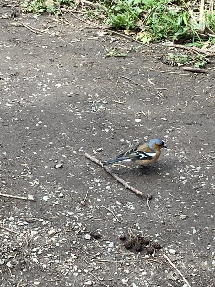 The A Level Biologist - Your Hub tweet media