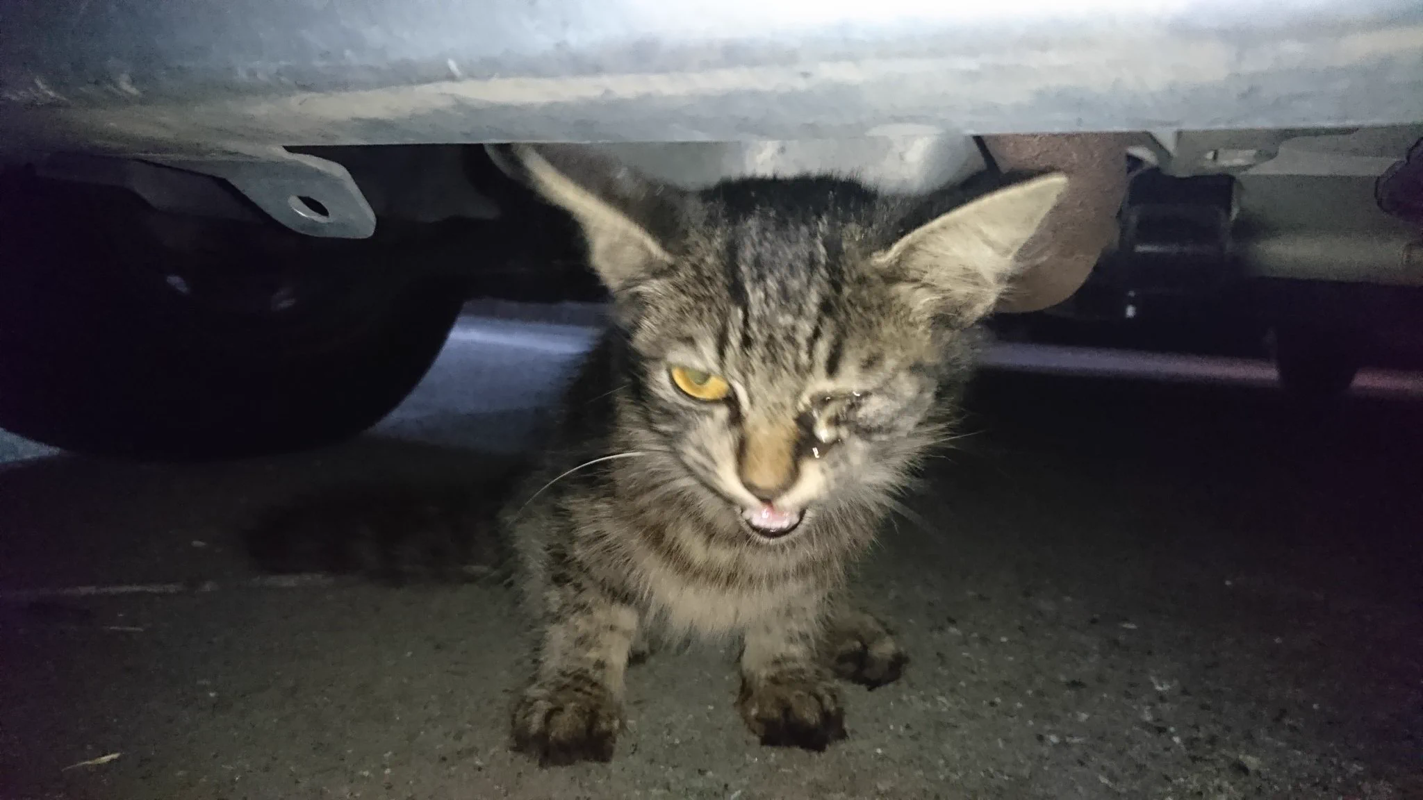 @sa2ki0124 車の下で泣いてた仔猫ちゃんは、だいぶ堂々と育ちました😂 