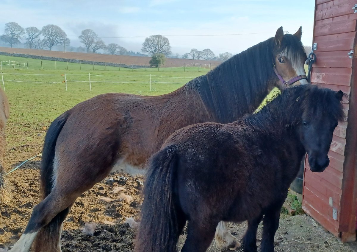SereneSquirrel's tweet photo. Morning from the fillies
#StandardShetlandPony #WelshSectionA #Ivy #Izzy https://t.co/rIpmyR0H7y
