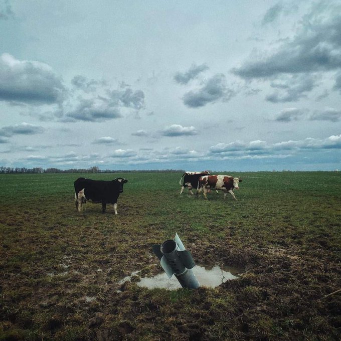 It could have been a piece of modern art, but these are real Ukrainian cows. 

#StopRussia