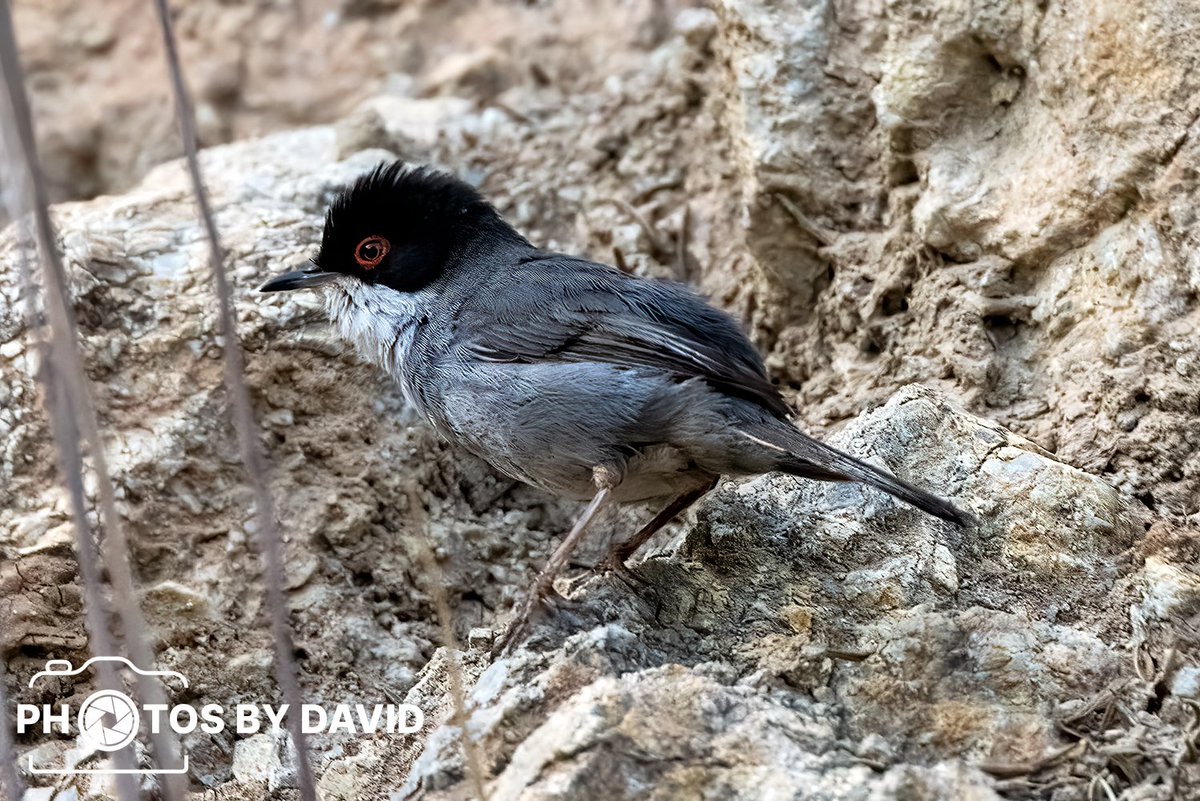 #sardinianwarbler #warbler #bird #birdphotography #nature #NaturePhotography #wildlife #wildlifephotography #spainishwildlife #Andalucia #Spain #lovespain #birdplanet