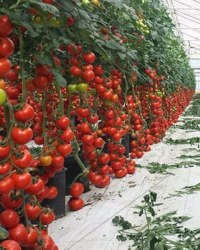 Graceland Properties tweet media