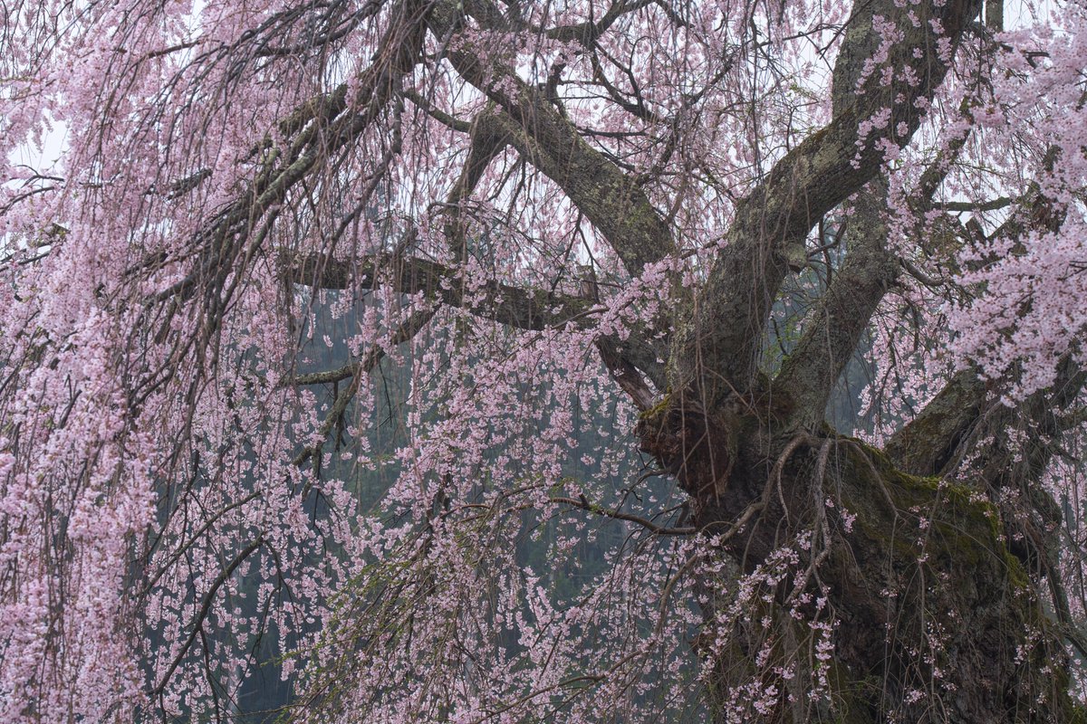 r_y_o_0928's tweet image. 地元の桜を巡り巡ったこの日。
雨中でも存在感際立つ枝垂れたちに出会った。
この日は70200GMしか使わなかったな〜。
#tokyocameraclub #SonyAlpha