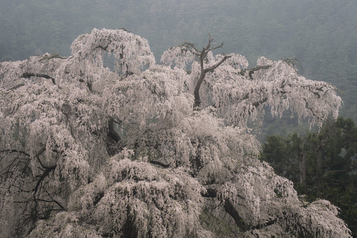 r_y_o_0928's tweet image. 地元の桜を巡り巡ったこの日。
雨中でも存在感際立つ枝垂れたちに出会った。
この日は70200GMしか使わなかったな〜。
#tokyocameraclub #SonyAlpha