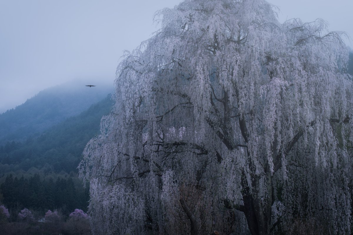 r_y_o_0928's tweet image. 地元の桜を巡り巡ったこの日。
雨中でも存在感際立つ枝垂れたちに出会った。
この日は70200GMしか使わなかったな〜。
#tokyocameraclub #SonyAlpha