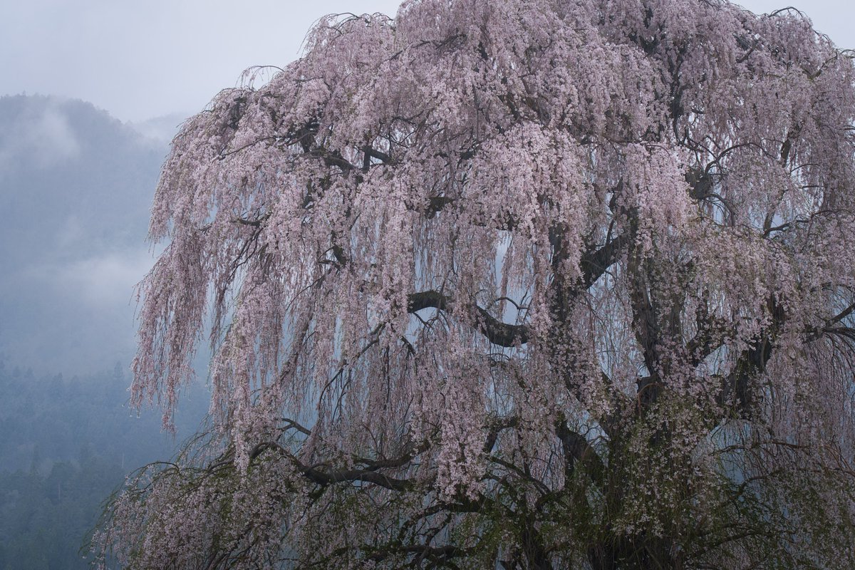 r_y_o_0928's tweet image. 地元の桜を巡り巡ったこの日。
雨中でも存在感際立つ枝垂れたちに出会った。
この日は70200GMしか使わなかったな〜。
#tokyocameraclub #SonyAlpha