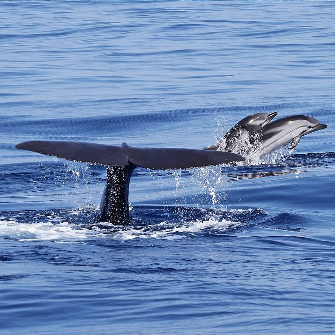 Run for the Whales Sanremo tweet media