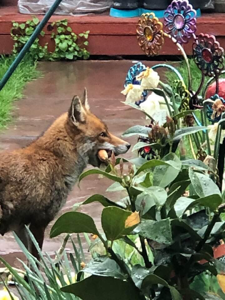 #FoxOfTheDay