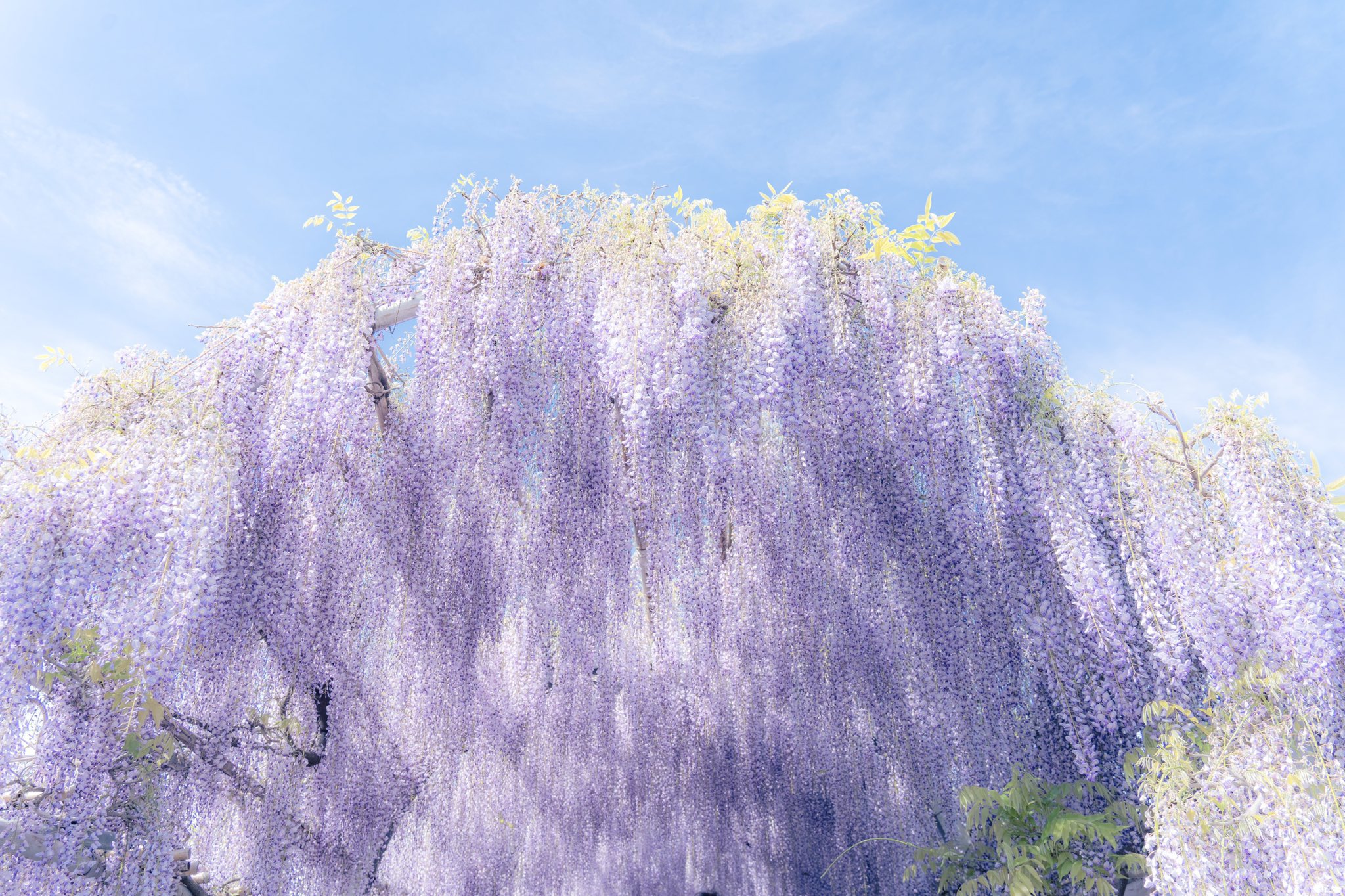 Violette M16 Rt Mitsuyuka Lp 花言葉は 優しさ T Co Ootrfmfuh0 Twitter