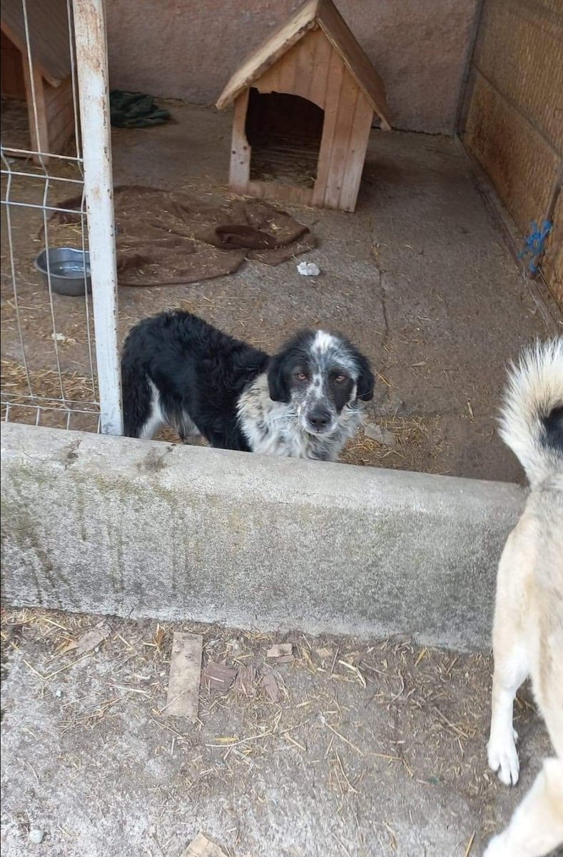 EvermoreDog's tweet photo. 1.5yo Loki is settling into life at the shelter having spent his entire life on a 2 metre chain. 🔗❤️ https://t.co/XRGlBkBBQM