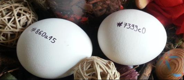 Doppelmond's tweet photo. Wie färbt man Eier zu #Ostern?
So: https://t.co/jxE6hJzKsL