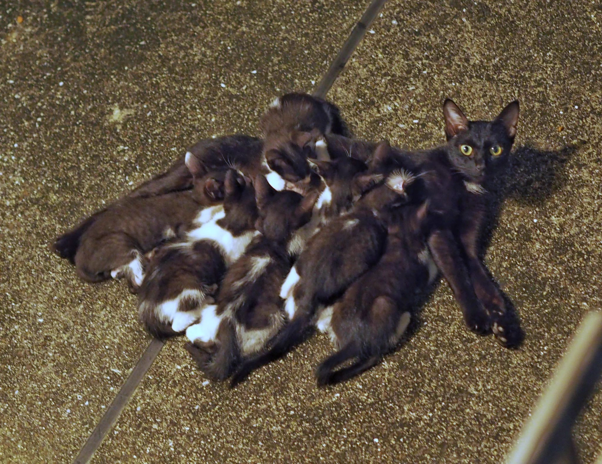 @sa2ki0124 @yuyashi2 野良の子→おうち猫のお披露目会がここであると聞きつけて！
ある時、黒猫のお母さんが7匹の子猫を連れて玄関前にやってきたんですが、家族みんな保護して里親さんも探して、まるっと家猫になりました！
家族は離れちゃったけど、みんなすくすく育って、お母さんもとっても伸び伸びしてます！ 