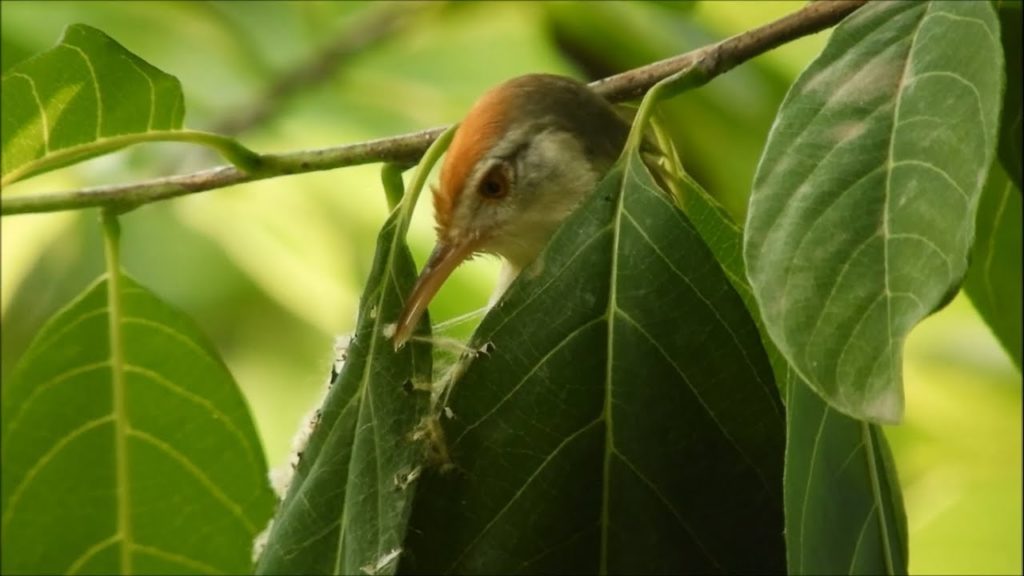 BuhosNo's tweet photo. ¿Puede un pájaro coser mejor que tú? 

La respuesta es sí, habemus hilo🧵👇 https://t.co/F39Li1ckre