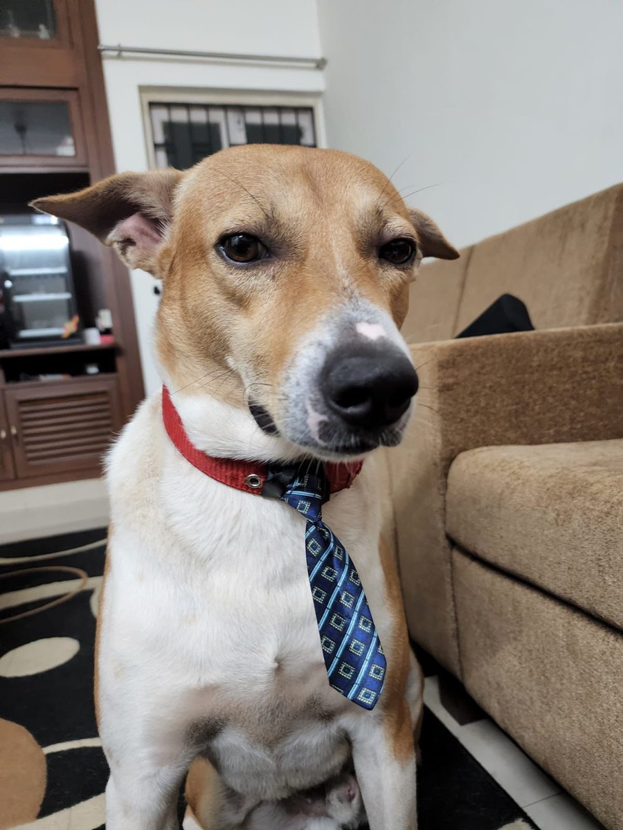 KnottedBraid's tweet photo. This is Titoo. He’s young, able and has a super awesome attitude. Ready to get on boarded as a manager if there is an appropriate vacancy. #hralert #vacancy #job #manager #office #corporate https://t.co/kv9gswPeDG