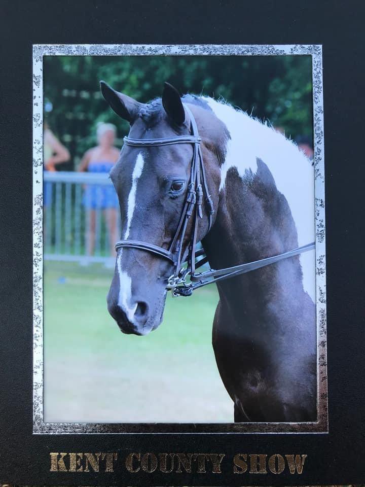 AVCP_Stables's tweet photo. A beauty from the show! 

#horse #horses #horseshow #pony #horseriding #riding #equestrian https://t.co/MAn2rdFZiW
