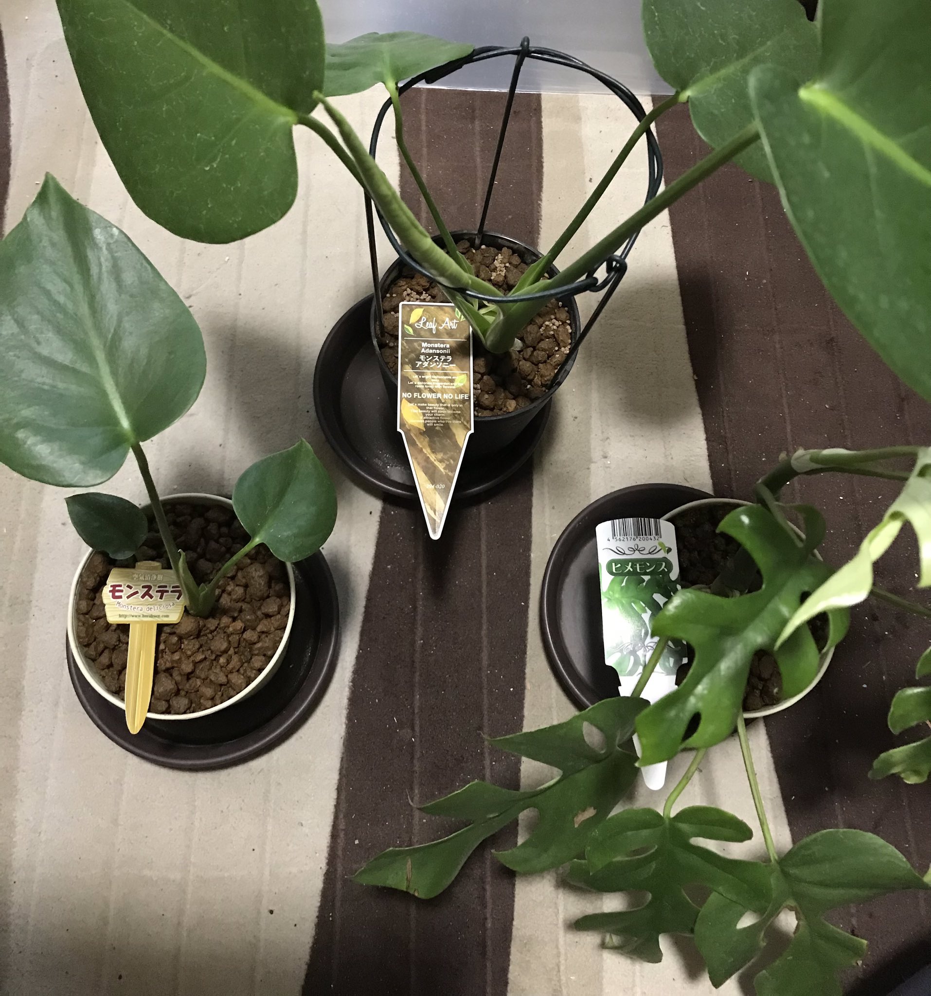 しおた さん ダイソーじゃなくてホームセンターだけど モンステラが3つ揃いました W モンステラ デリシオーサ モンステラ アダンソニー ヒメモンス ラフィドフォラ テトラスペルマ デリシオーサとアダンソニーは葉の切れ込みないし2年ほど育て
