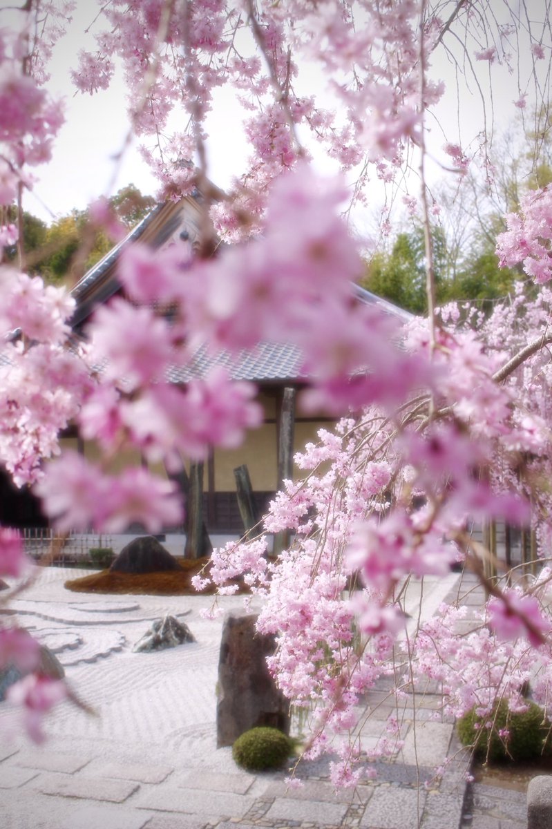 chitaka45's tweet photo. 圓光寺　桜　十一面観音立像
#kyoto #京都　#圓光寺　#temple #cherryblossom #そうだ京都行こう https://t.co/1K0bZD9hOZ