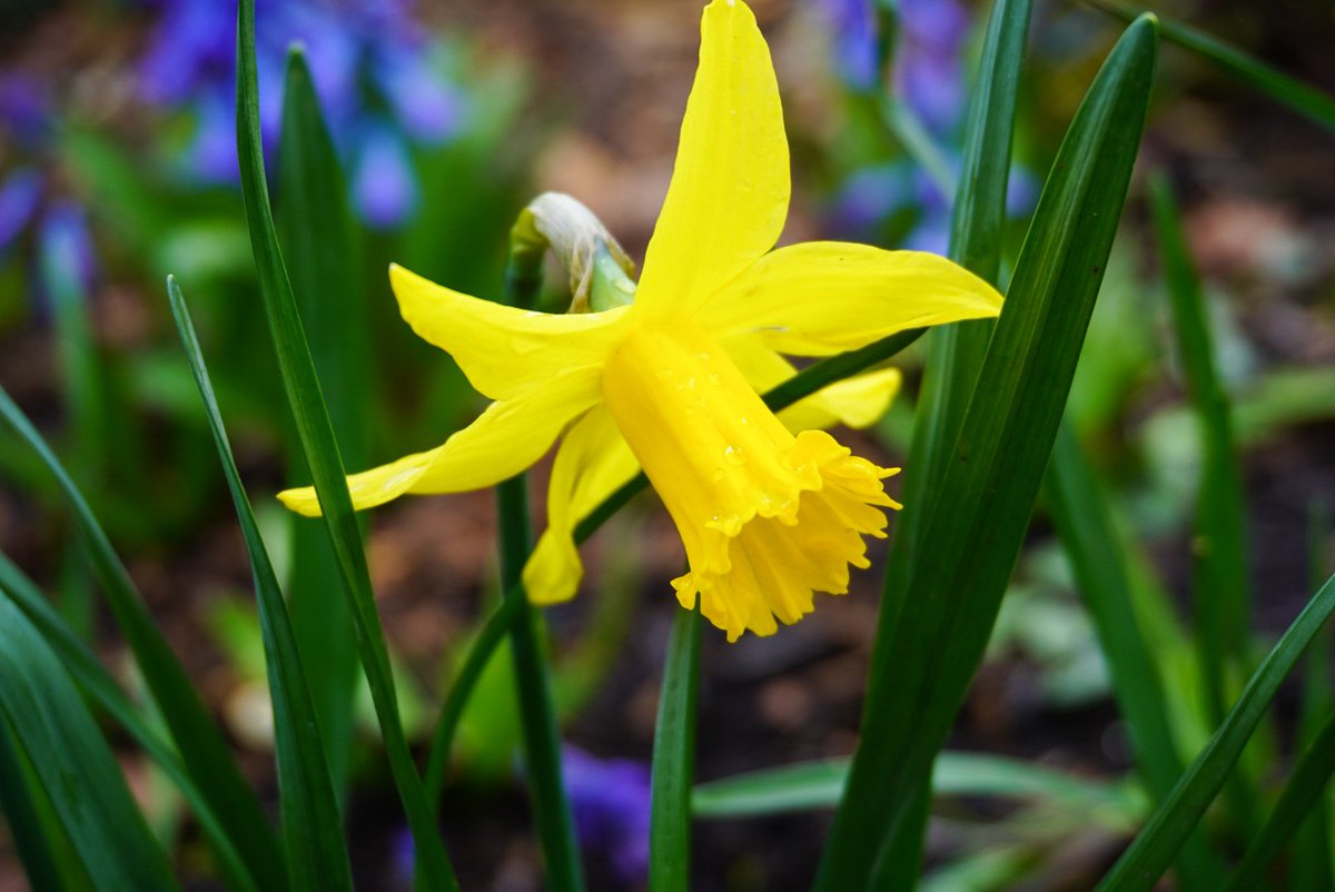 Christenara's tweet photo. @nationaltrust #BlossomWatch https://t.co/YLUjOtN5lt