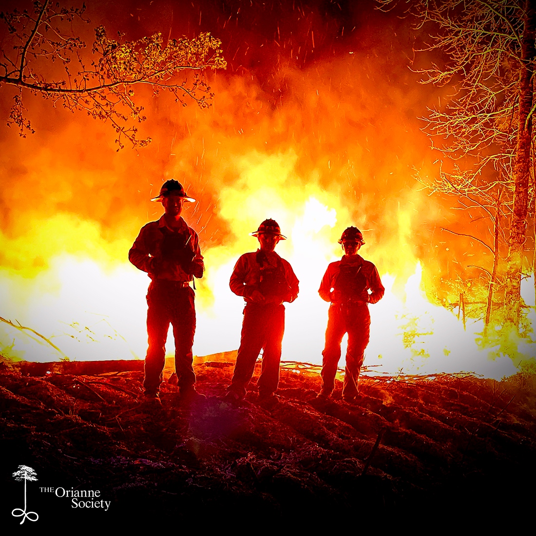 OrianneSociety's tweet photo. The Orianne Burn Team on a nighttime burn. π₯
#Orianne #CalebGoldsmith #LightingaMatch #goodfire #prescribedfire #longleafpine #rxburn #controlledburn #burnboss #driptorch #conservation https://t.co/aTUO5duamZ