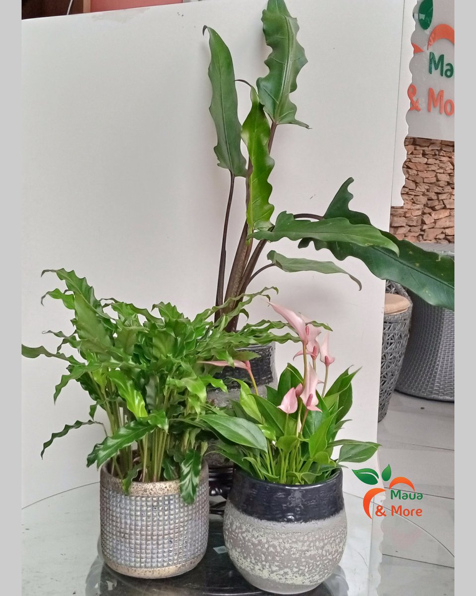 MauaAndMore's tweet photo. Our Saturday stunners the - #Anthrium, #Calathea and #Alocasia.
Some of the most striking houseplants because of their spectacular foliage, visual appeal which only require bright indirect light to thrive effortlessly. https://t.co/NOncYa7pHB