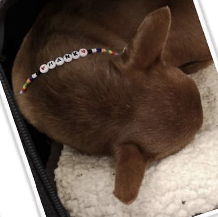 lucy_paine1's tweet photo. Pet therapy whilst doing the art mural and a bracelet made by me for Hank 😘❤️
#camhsnotts #nottscamhs #nottinghamshirehealthcare #nhs #pettherapy https://t.co/7SeUggFdLb