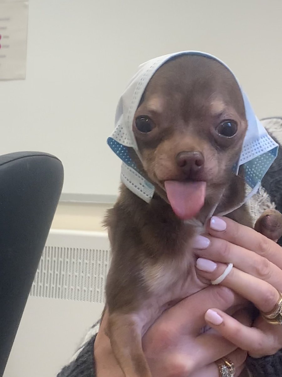 lucy_paine1's tweet photo. Pet therapy whilst doing the art mural and a bracelet made by me for Hank 😘❤️
#camhsnotts #nottscamhs #nottinghamshirehealthcare #nhs #pettherapy https://t.co/7SeUggFdLb