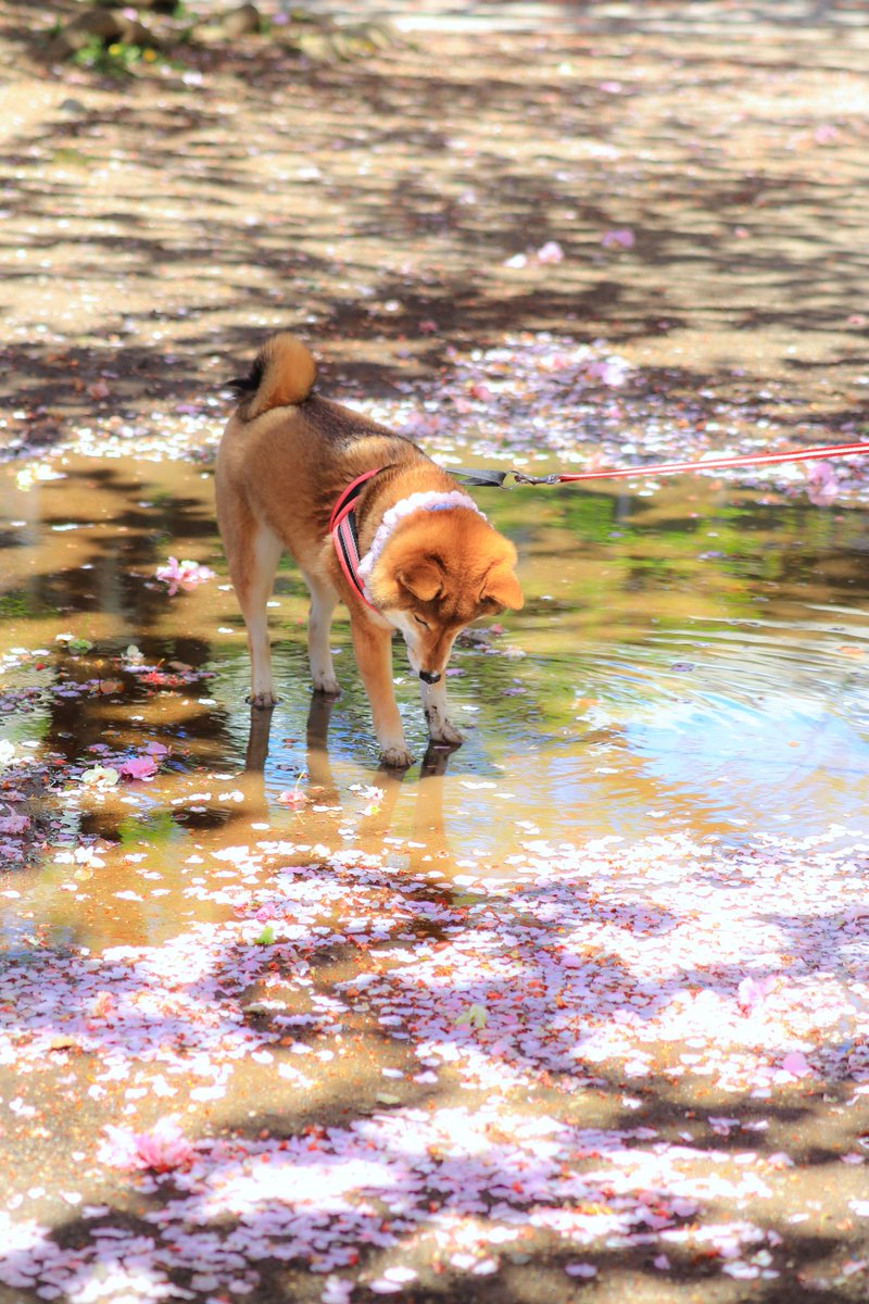 mumumuryo's tweet photo. 大好きな水たまりと八重桜🌸 https://t.co/iIsaU8e3oN