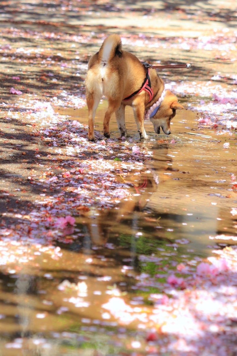 mumumuryo's tweet photo. 大好きな水たまりと八重桜🌸 https://t.co/iIsaU8e3oN
