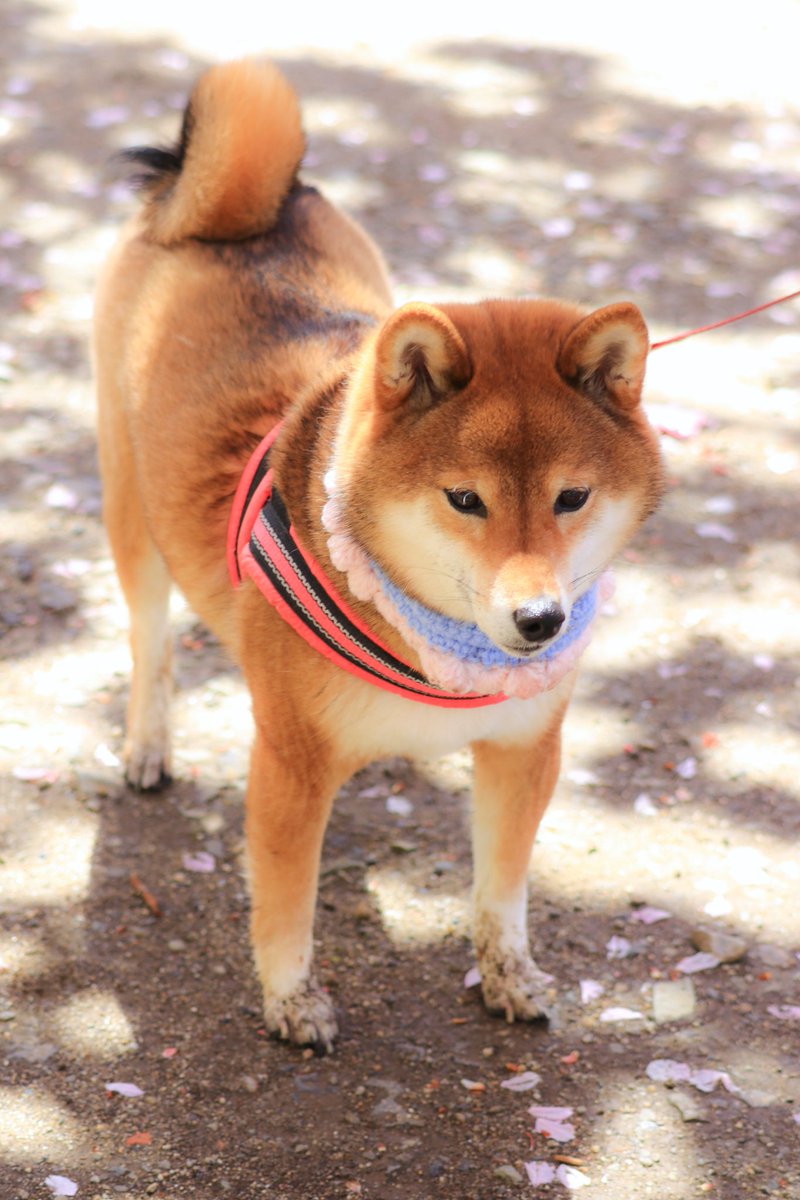 大好きな水たまりと八重桜🌸