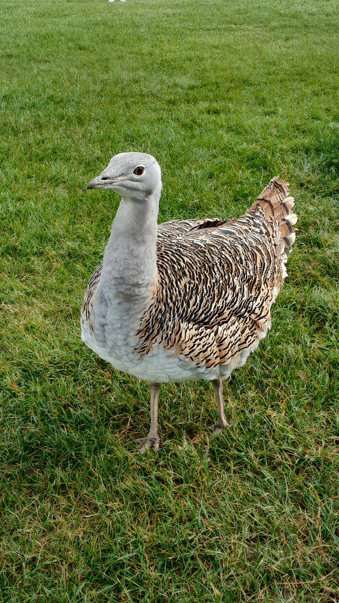 Life tick at #stonehenge, oddly human focused Great Bustard