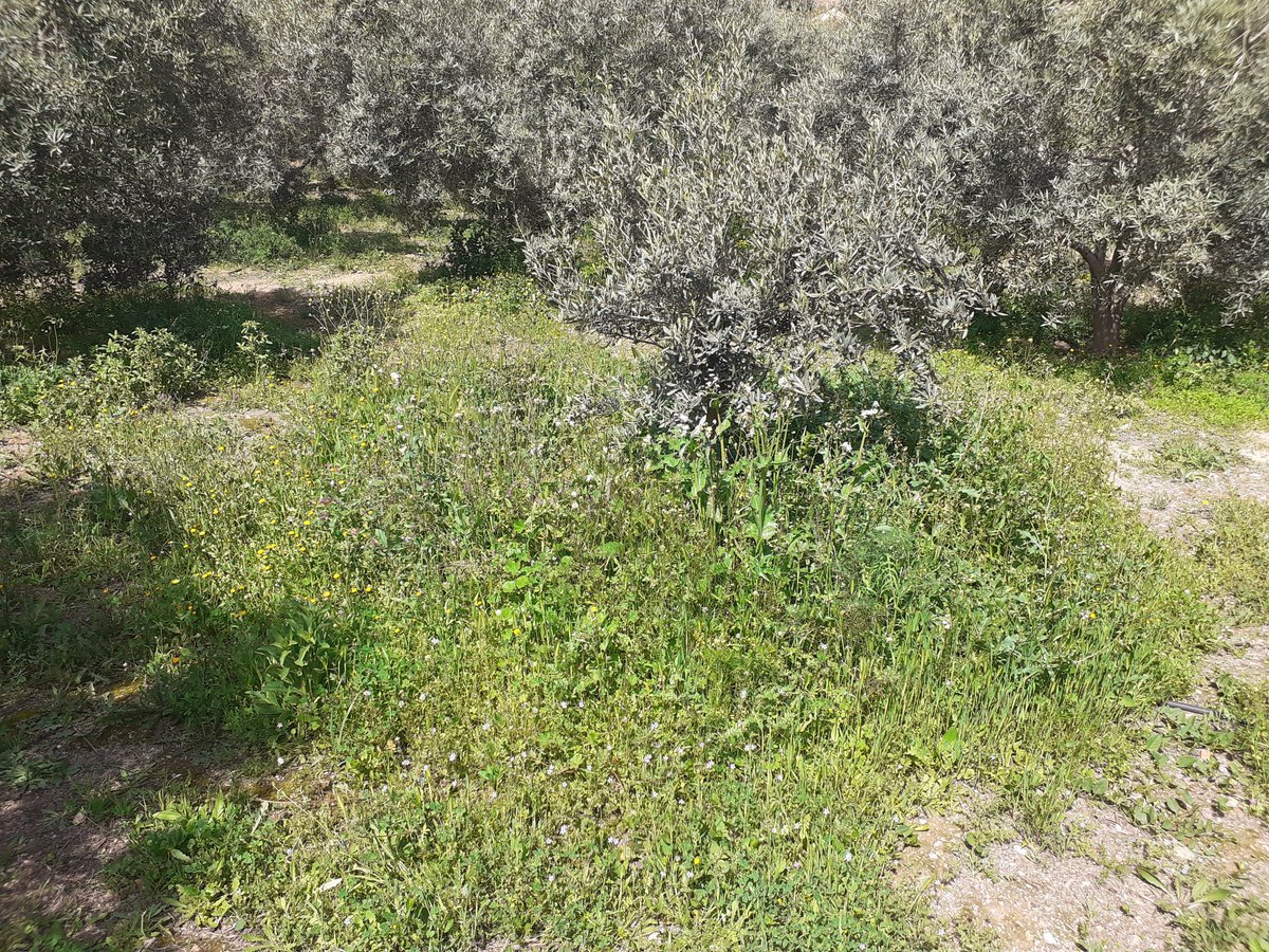 R. Tarifa tweet media