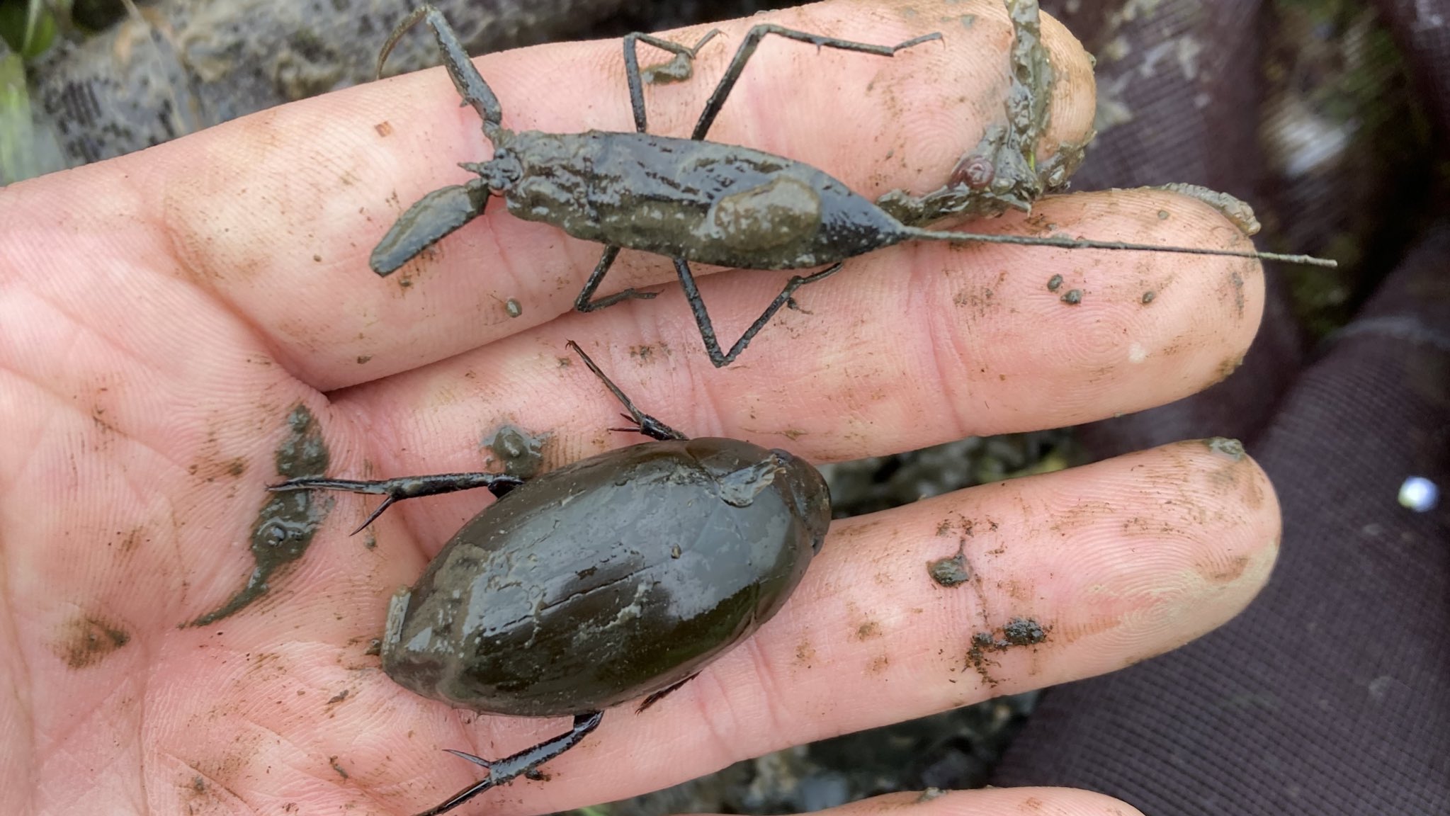 北杜市オオムラサキセンター 暖かくなり 水生昆虫の顔ぶれも揃ってきました 上はタイコウチ 下の丸い虫はなんて名前でしょうか W T Co Kddzljdxe3 Twitter 北杜市オオムラサキセンター 暖かくなり 水生昆虫の顔ぶれも揃ってきました 上はタイコウチ 下の丸い虫はなんて名前でしょうか W T Co Kddzljdxe3 Twitter