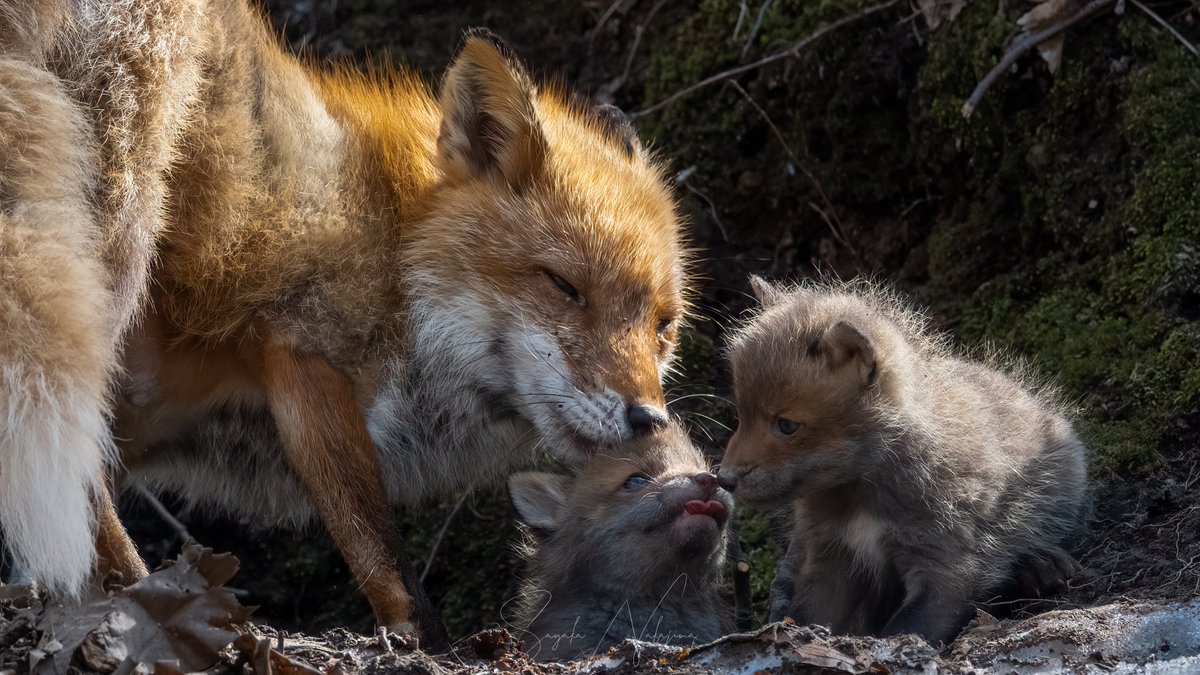 n__syk's tweet image. 愛溢れる時間
子ギツネもお母さんキツネも
大好きが伝わる表情🦊

2日間粘った甲斐がありました😇

#北海道 #キタキツネ
#東京カメラ部