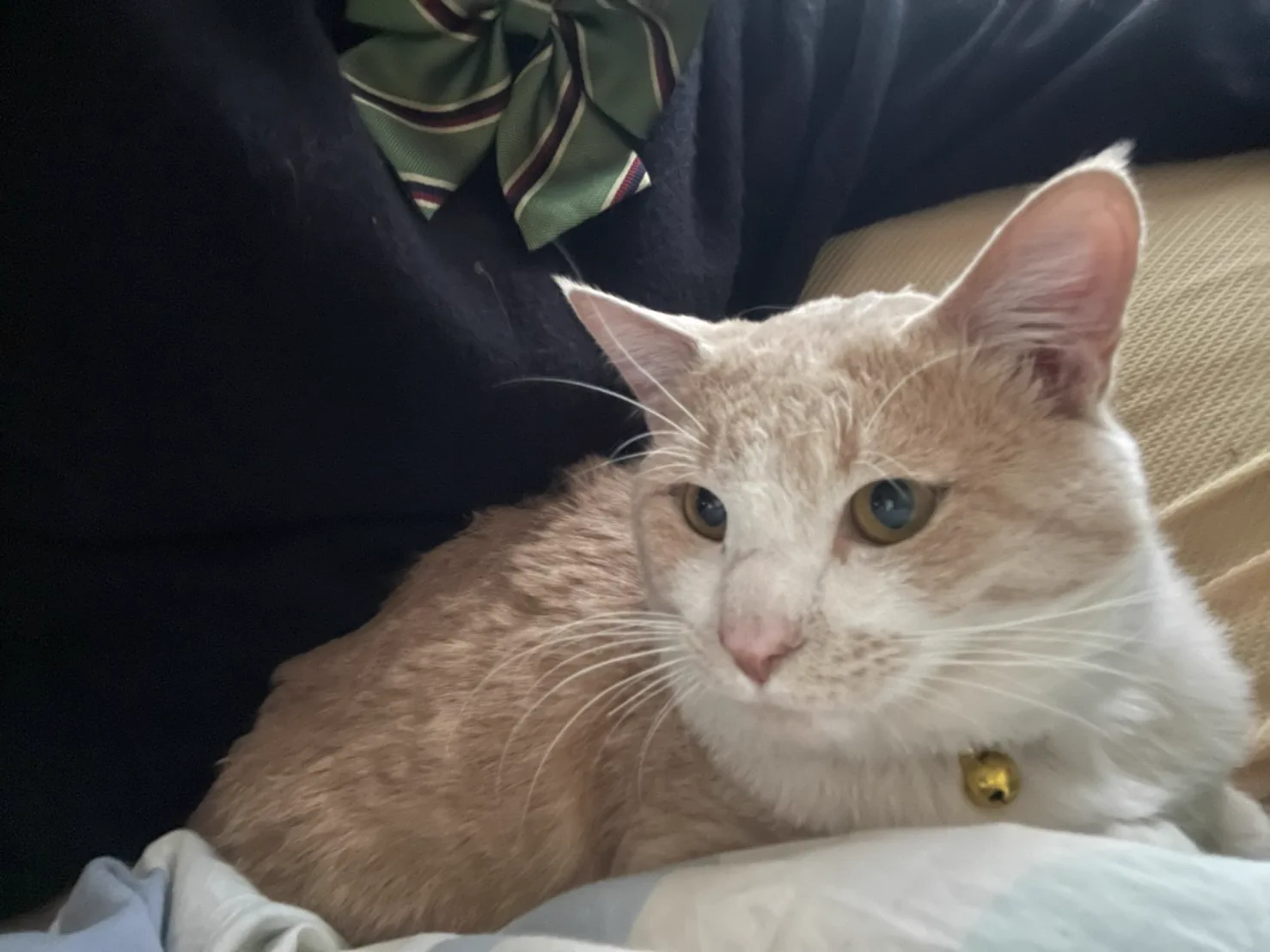 @sa2ki0124 1枚目は、逃亡5日目で帰宅した姿です。
2枚目は、自宅を思い出し、落ち着いてきた姿です。 