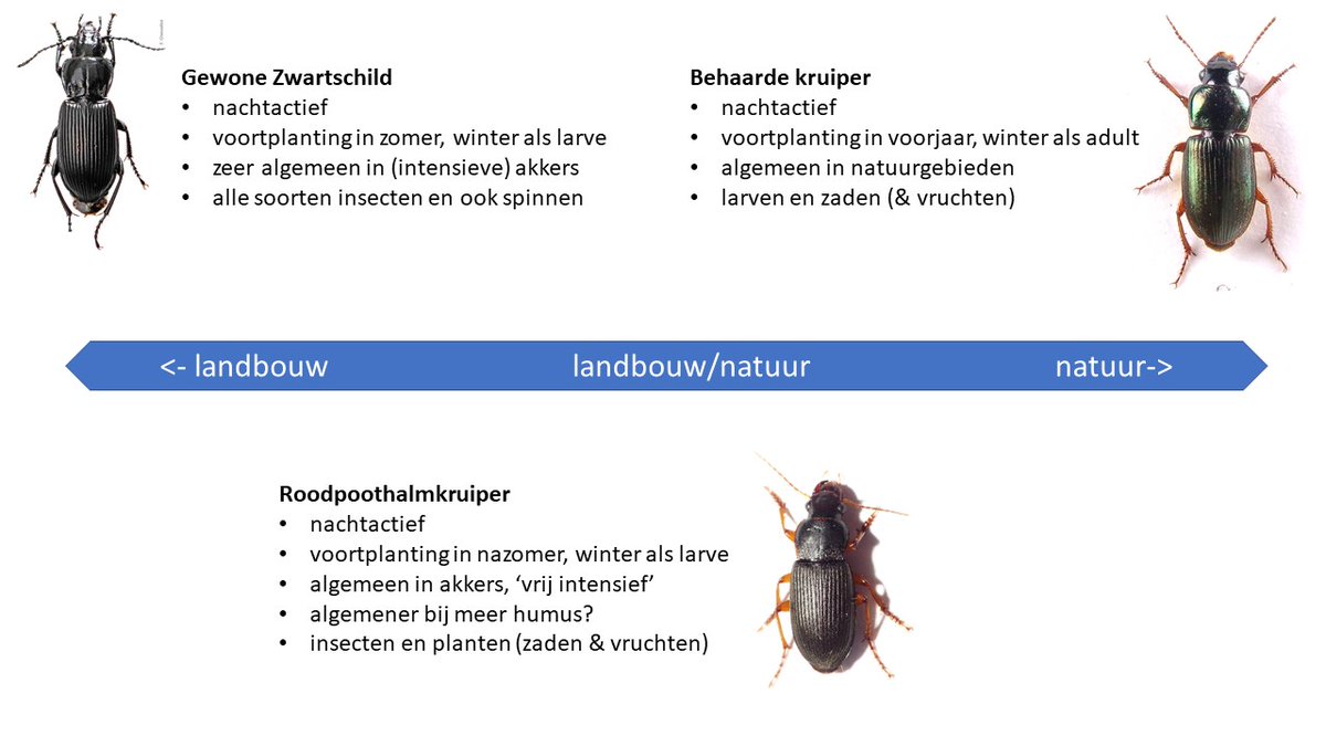 PHMulder1's tweet photo. Op intensief gebruikte grond, andere #loopkevers dan op natuurgrond (maar ook verschillen binnen deelnemende bedrijven).
Oftewel van GewoneZwartschild (de brandnetel onder de #loopkevers) tot Behaardekruiper ('natuur').
Daar tussenin: Roodpoothalmkruiper ('vrij intensief') 2/3 https://t.co/ItzrWAjfn2