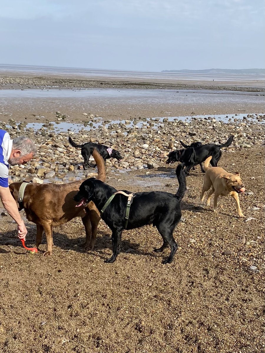 MeJacway's tweet photo. Beach birthday party this morning for some of Georgie’s litter, their mum Tessie and nanny Treacle. #labfest #greatfun #10labradors https://t.co/jjuyuUmiwa