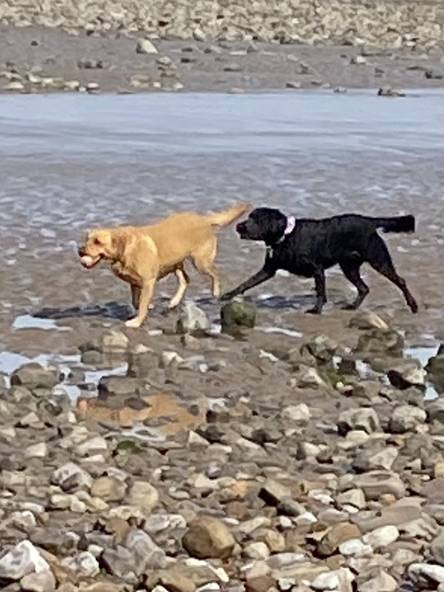 MeJacway's tweet photo. Beach birthday party this morning for some of Georgie’s litter, their mum Tessie and nanny Treacle. #labfest #greatfun #10labradors https://t.co/jjuyuUmiwa
