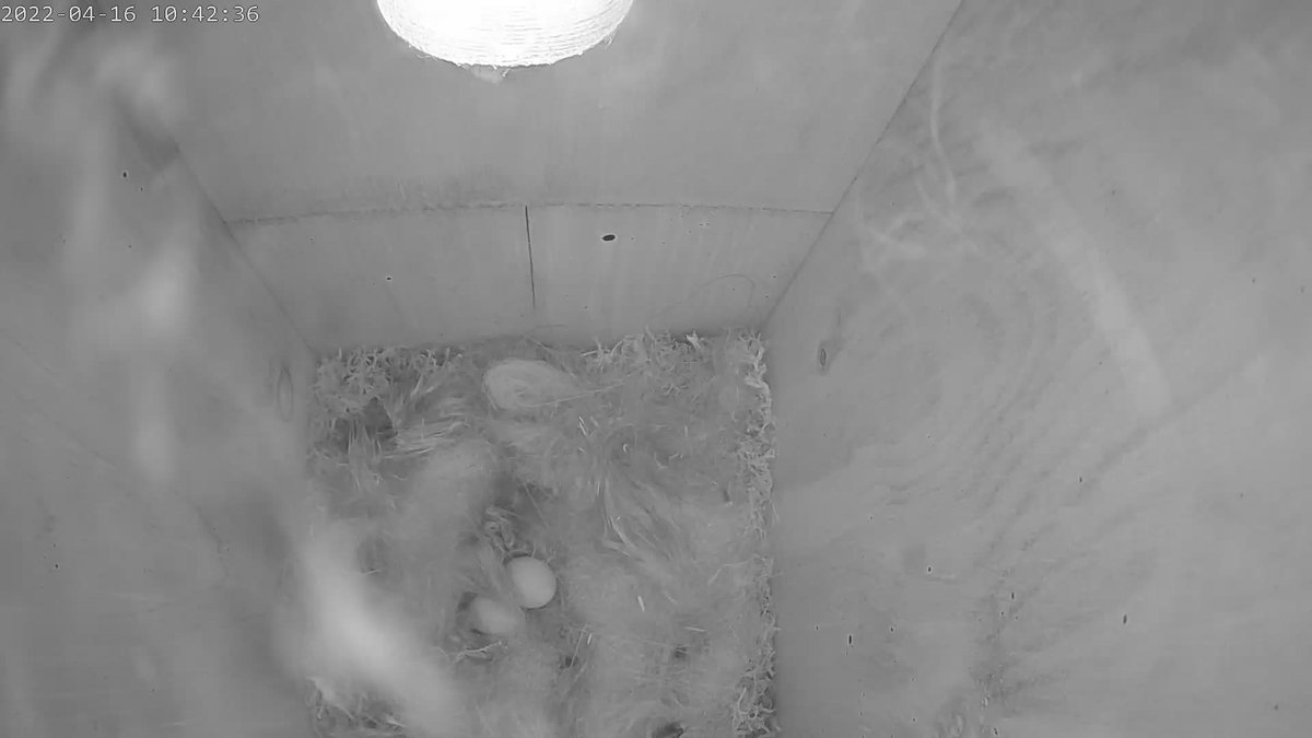 ClimateActionNE's tweet photo. Hurray! We have 2 Great Tit eggs in our @GreenFeathersUK #ClimateActionNorth #BirdTherapy nestbox. View not so clear as Mrs Spider also taken residence over the camera but at least we now have at least 2 eggs!πππ¦ #birdsuniteourworld #birds #birdwatching #naturetherapy https://t.co/jHG8KWLBuU