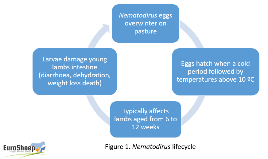 EuroSheepEU's tweet image. eurosheep.network/control-de-nem…

Solución del día para la salud de las ovejas
#OvinoSalud #OvinoManejo
#Neiker #NeikerProduccionAnimal