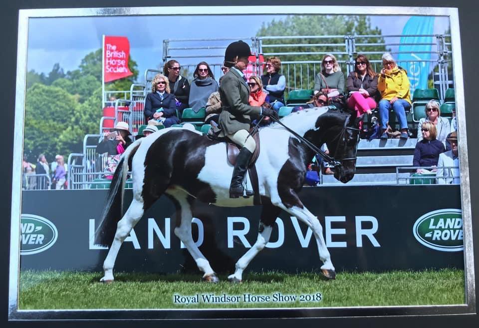 AVCP_Stables's tweet photo. Got to look your best at Windsor!           #horse #horseriding #riding #equestrian #windsor #horseshow https://t.co/YyM9kgZNn7